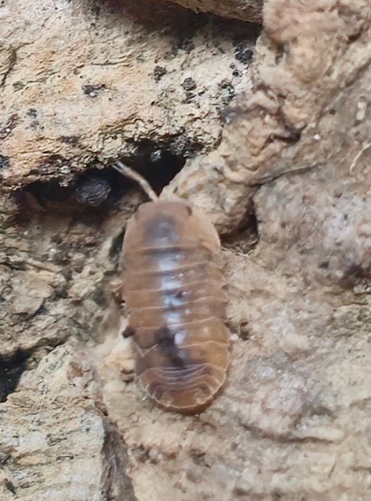 Cubaris murina aneome isopod