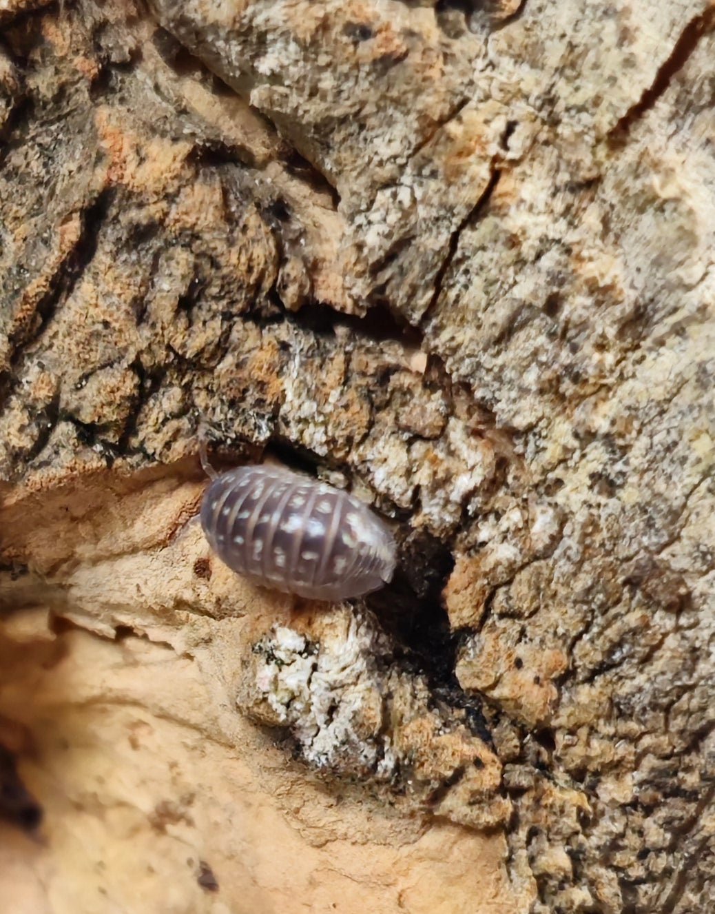 Armadillidium isopod for sale