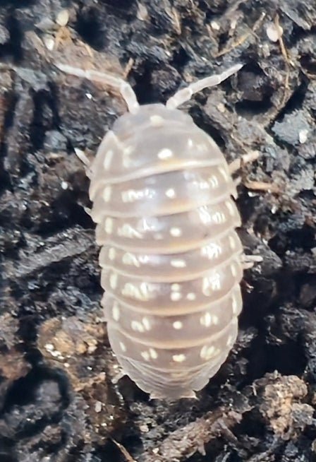 A. Esteralanum Isopod