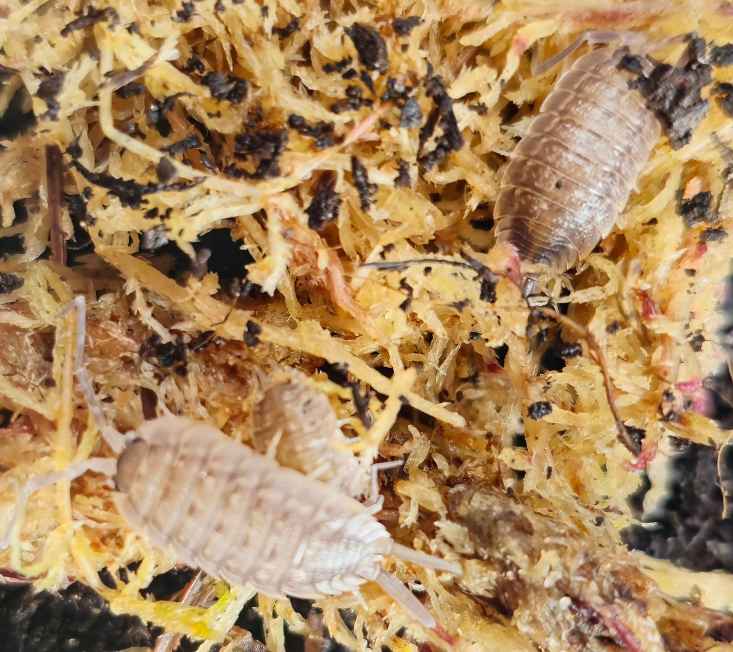 Porcellio nicklesi tang isopods