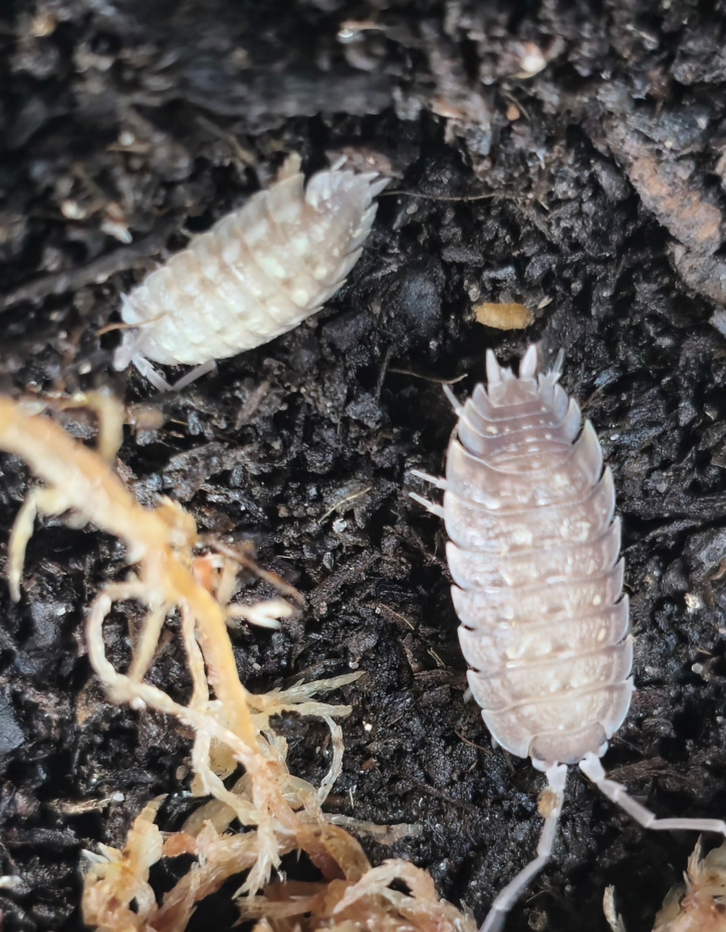 Porcellio nicklesi tangs