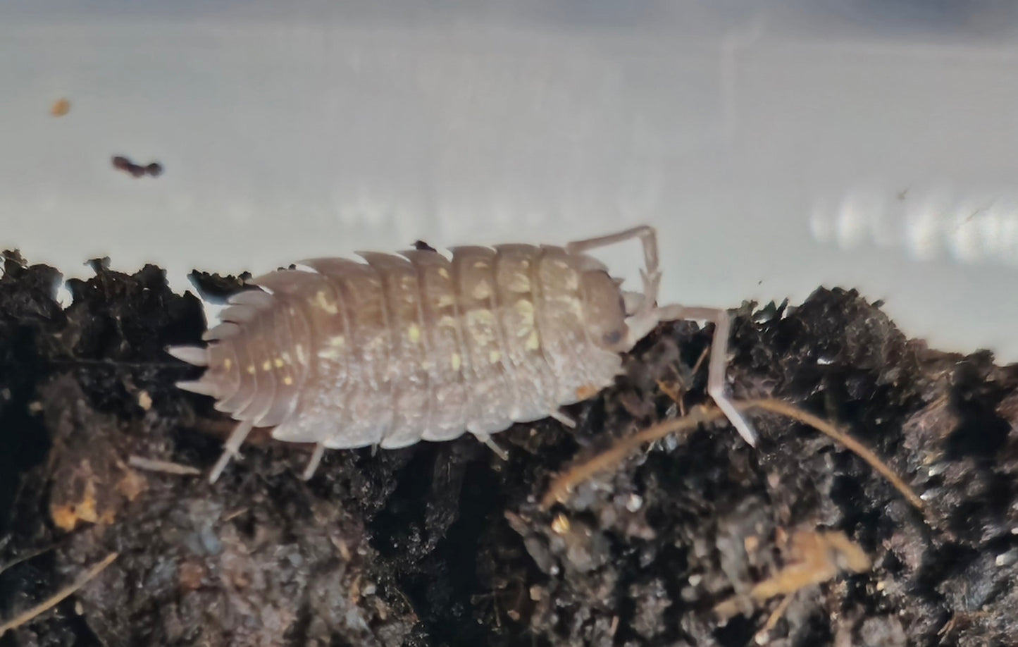 nicklesi tang isopod