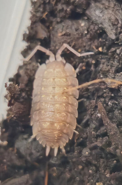 Porcellio nicklesi tang