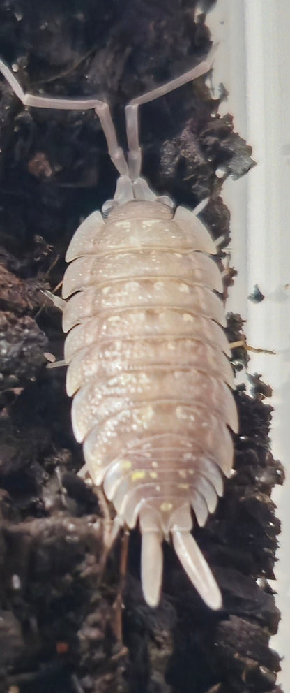 Porcellio nicklesi tang isopod