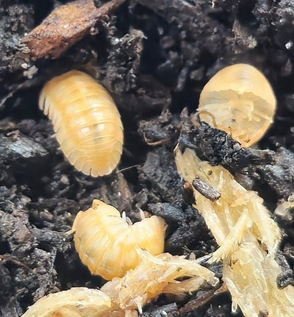 Armadillidium Nasatum Orange Isopods