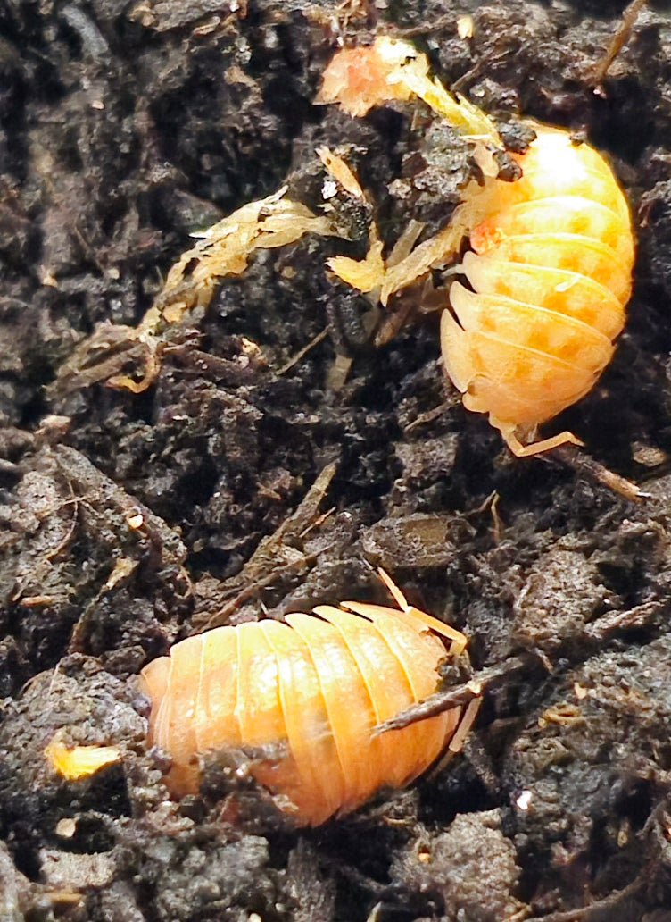 A. Nasatum Orange Isopods