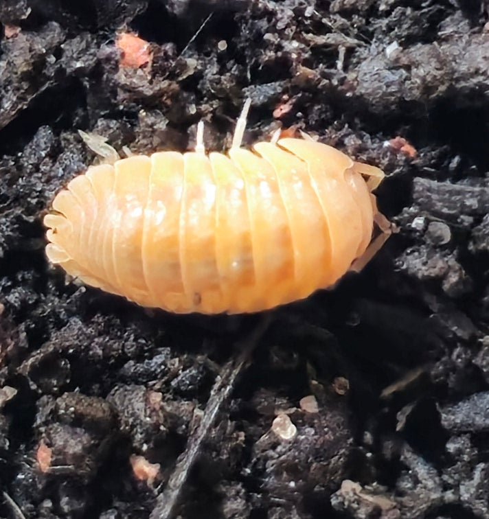 Armadillidium Nasatum Orange Isopod