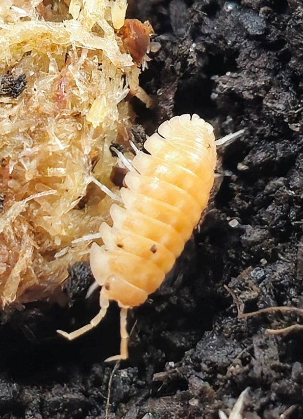 Nasatum Orange Isopod