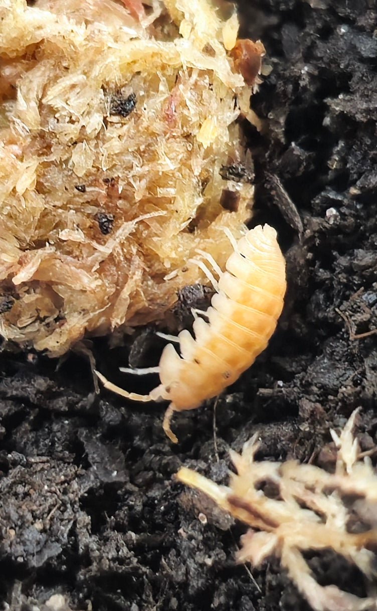 Nasatum Orange Isopod