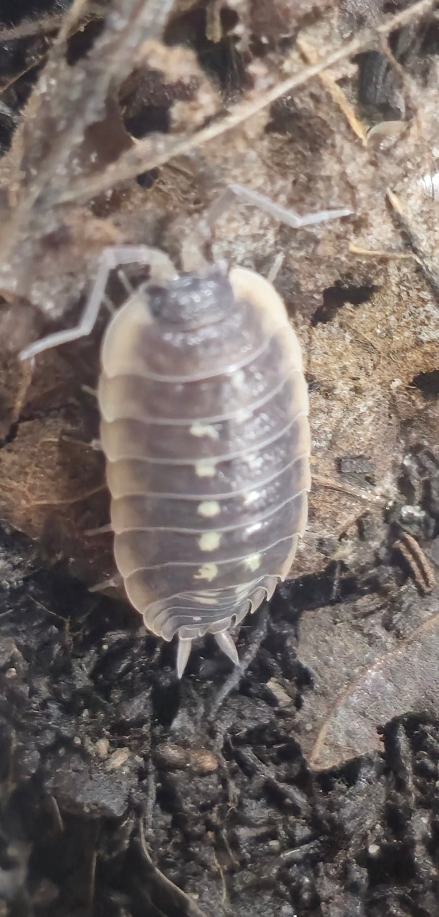 Porcellio Duboscqui Troglophila Isopod