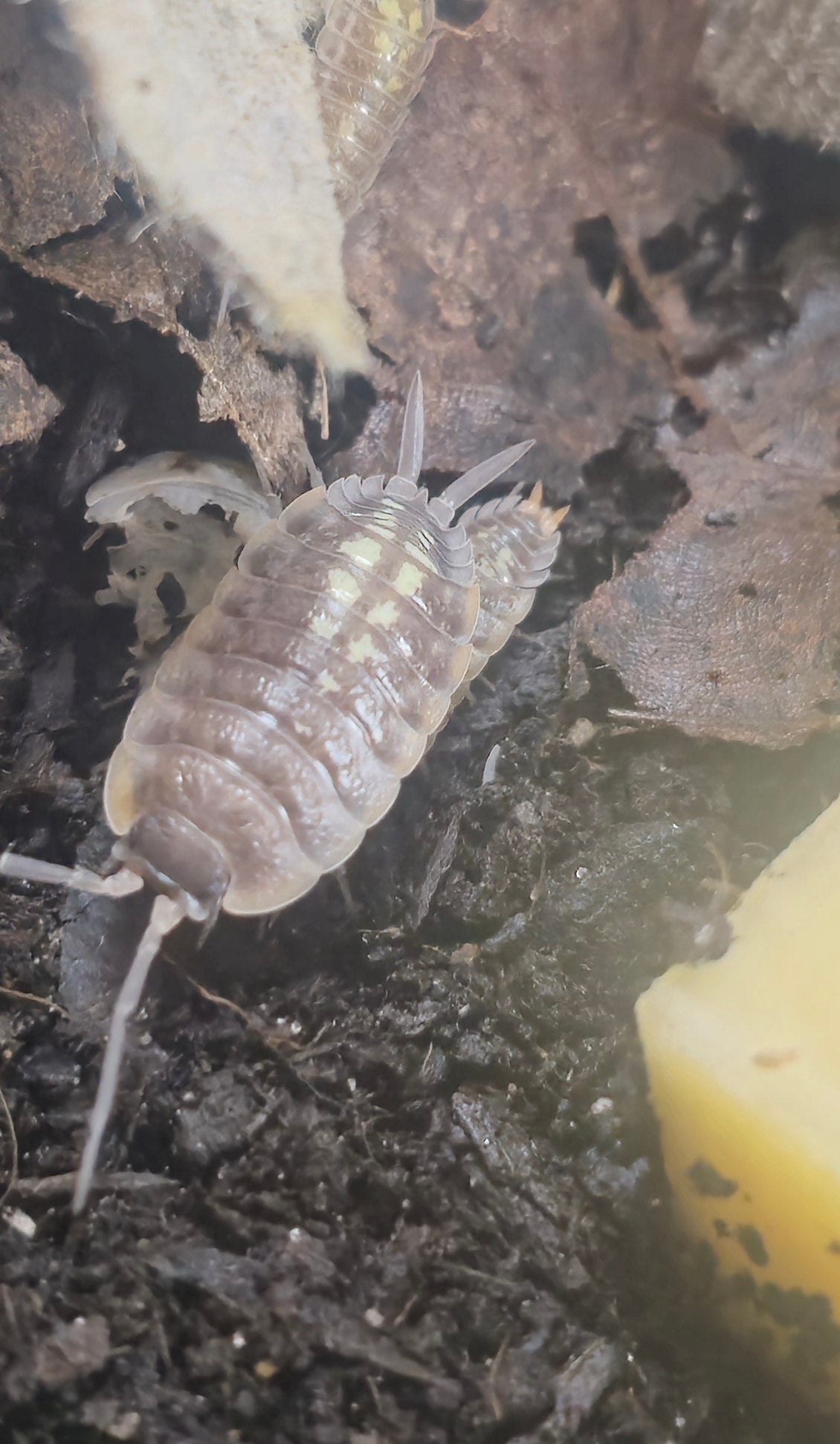 Porcellio Duboscqui Troglophila Isopods