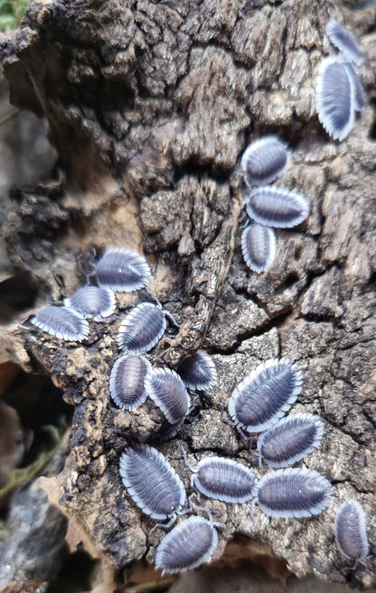 Werneri isopods for sale