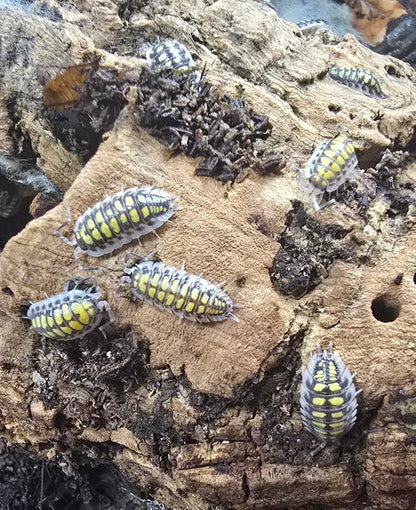 Haasi high yellow isopods for sale