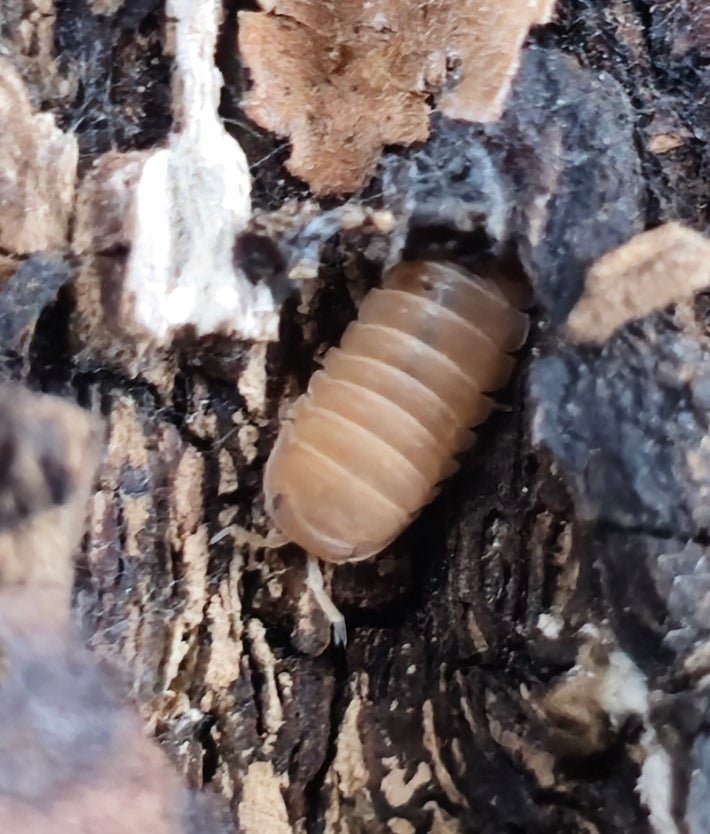 Cubaris murina mandarin isopod