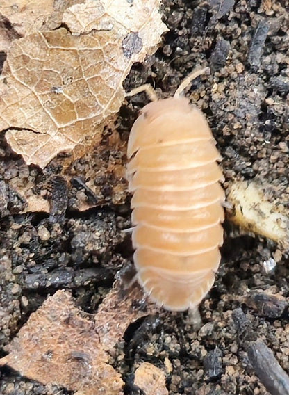 Cubaris murina mandarin isopod