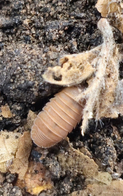 Mandarin isopod