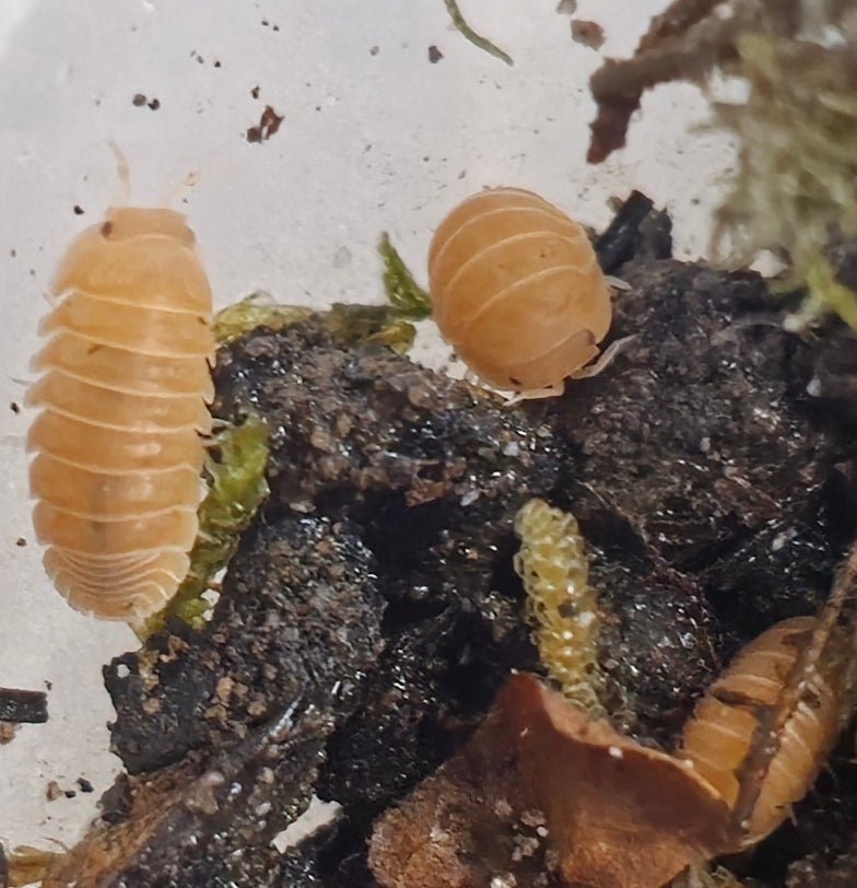 Murina mandarin isopods for sale