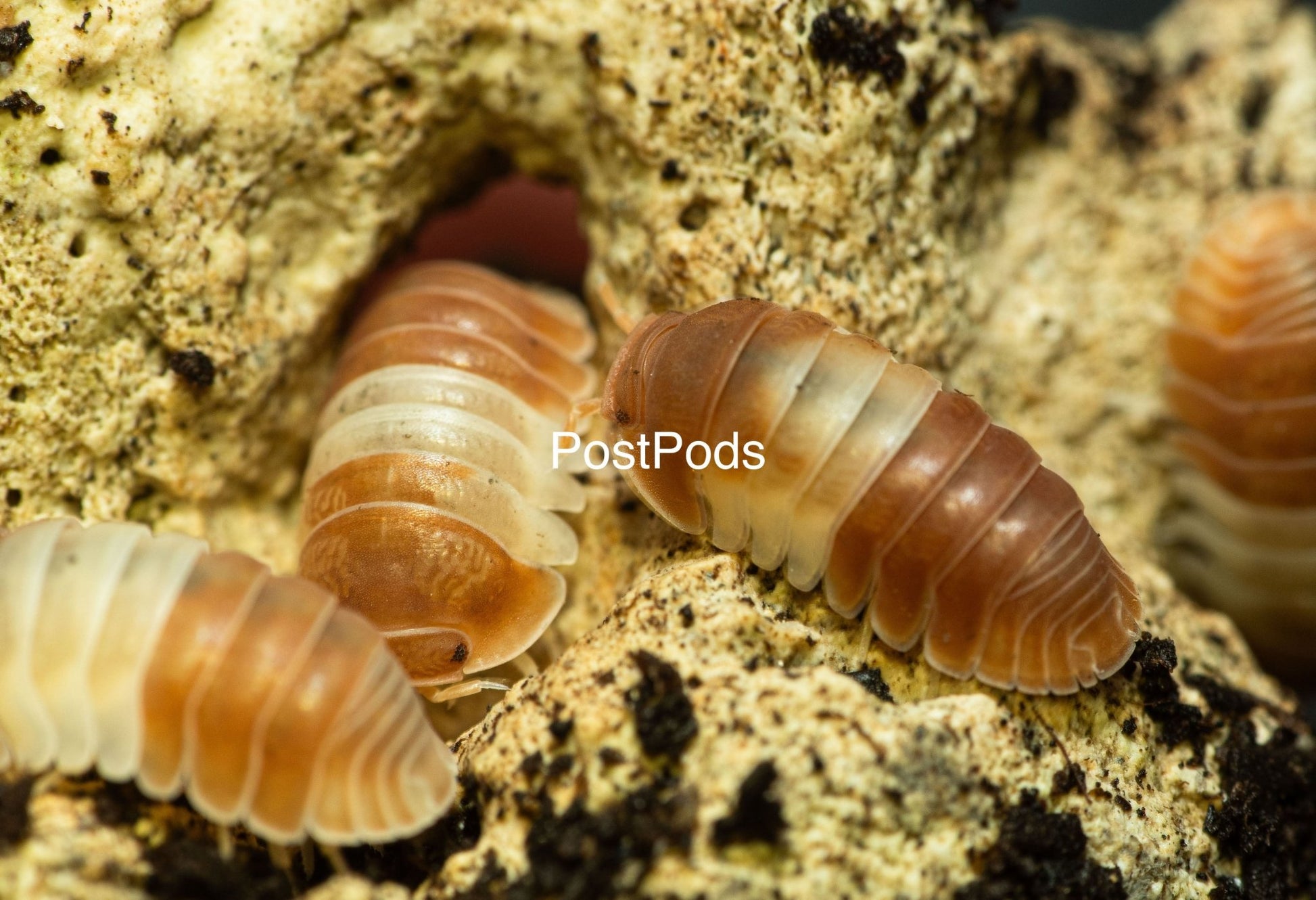 3 red panda king isopods