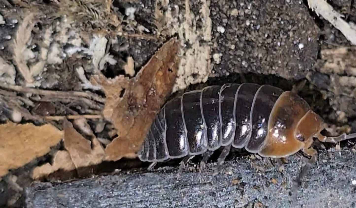 A. Flavoscutatum ‘Redhead’ Isopods