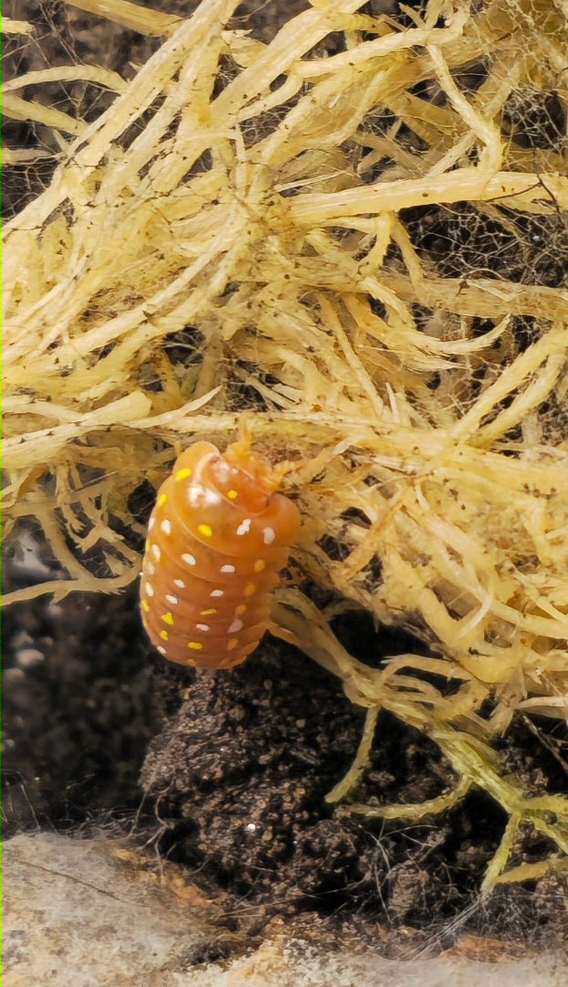 Frontetriangulum Orange Isopods For Sale