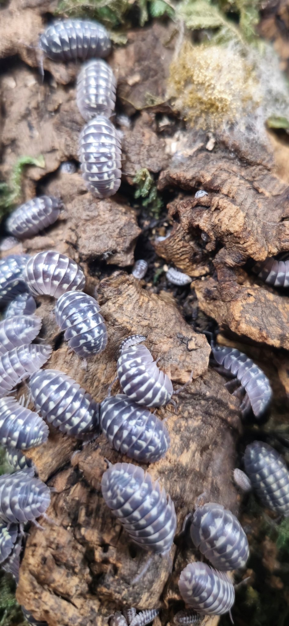 Twenty-plus lilac-grey White Gestroi Zinger isopods with white blotches, spread over cork bark and moss at mixed sizes.