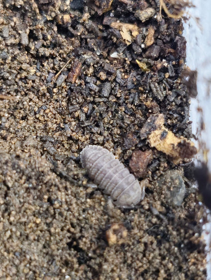 A. Serratum Isopod For Sale