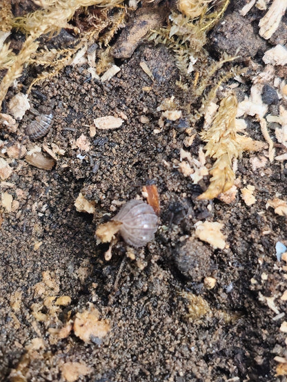 A. Serratum Isopods For Sale