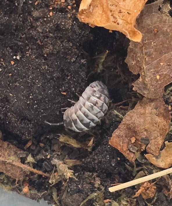 gestroi milky way isopods