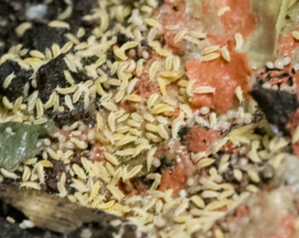 Yellow springtails (albino) Ceratophysella Sp
