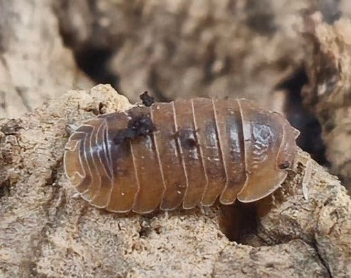 Anemone isopod
