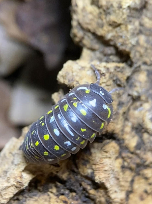 Armadillidium Frontetriangulum Isopod