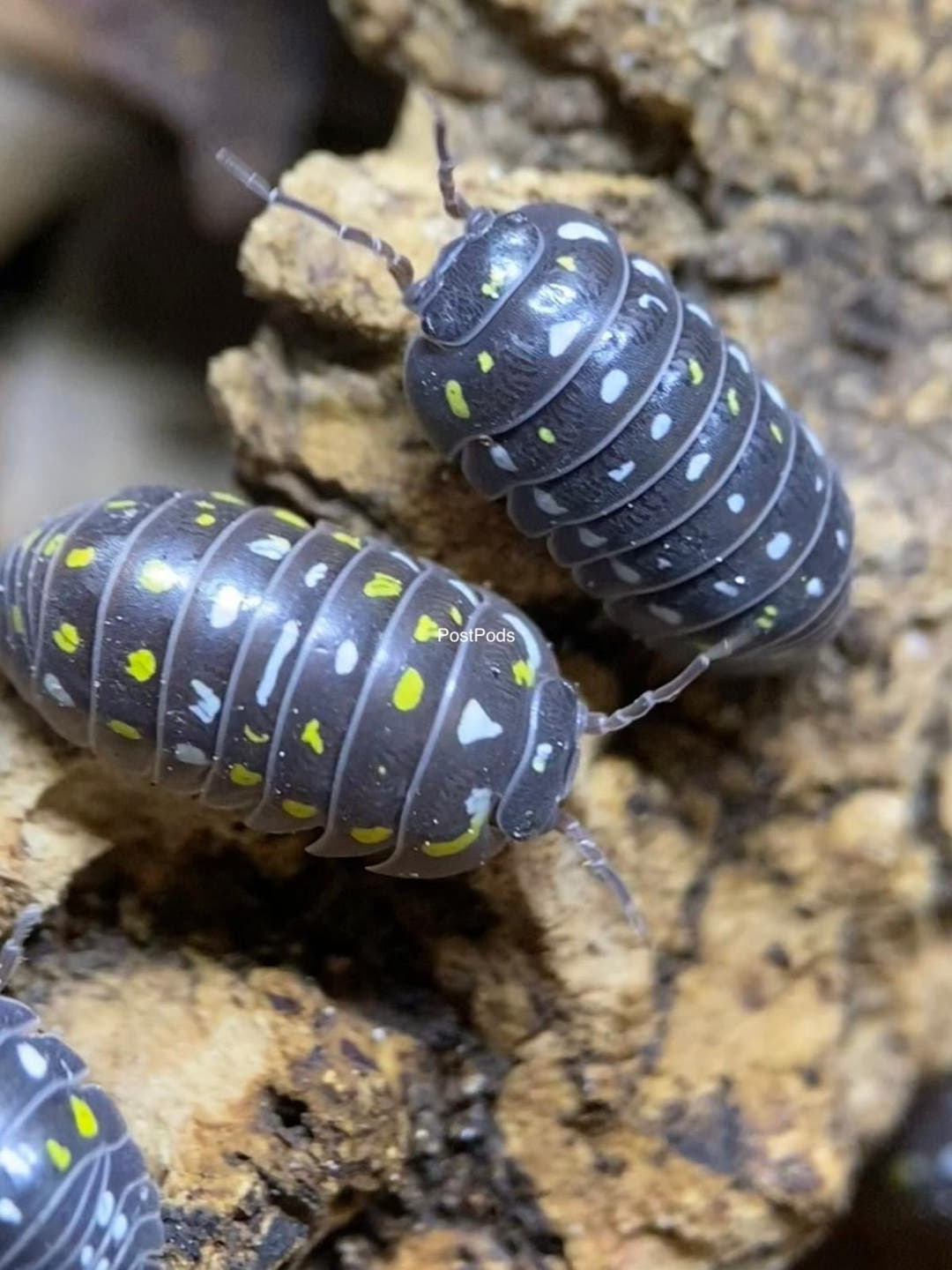 Frontetriangulum Isopods