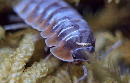 nebular isopod