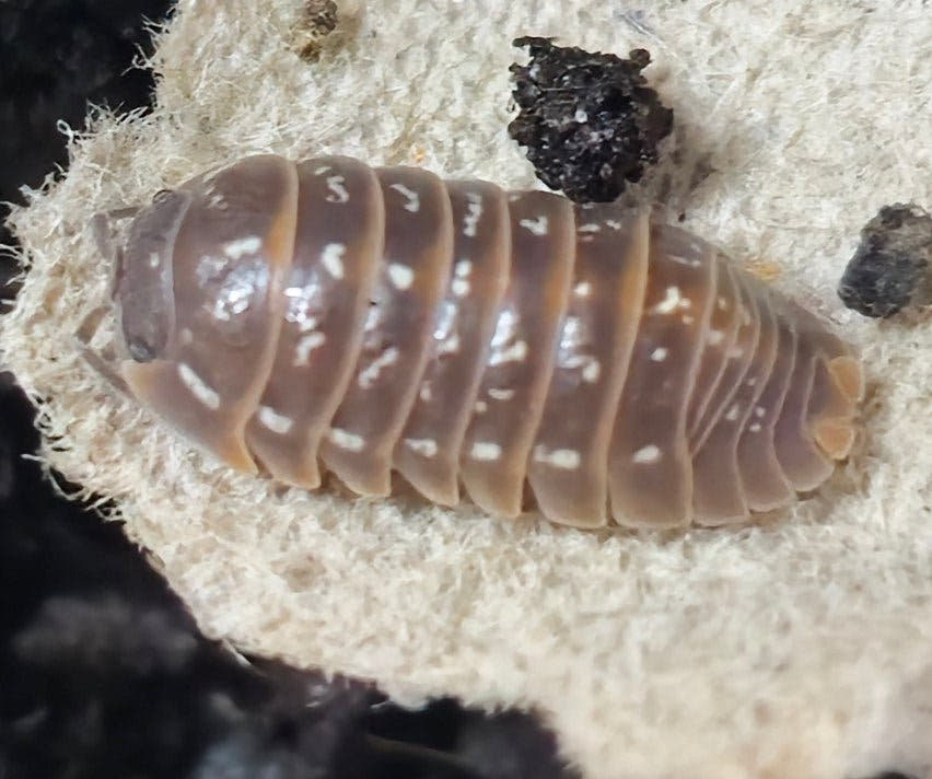 Armadillidium esterelanum Isopod