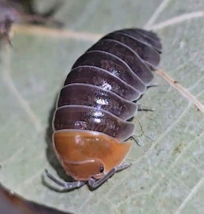 Armadillidium Flavoscutatum ‘Redhead’ Isopod