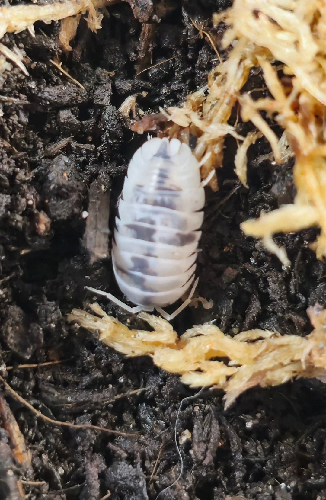 Armadillidium nasatum 'Dalmatian' Isopod