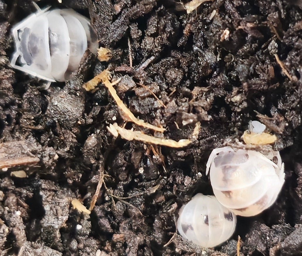 Armadillidium nasatum 'Dalmatian' Isopods