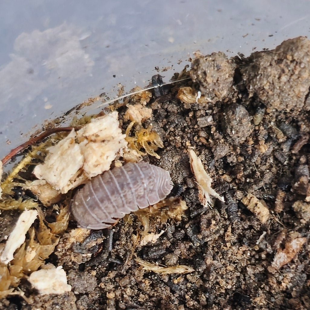 Armadillidium Serratum Isopod For Sale