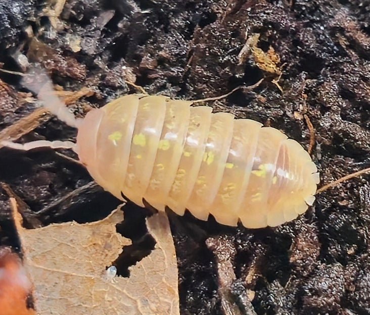 Armadillidium Albino Isopods