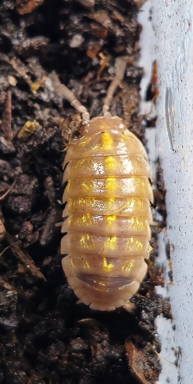 Armadillidium  T+ Albino Isopods