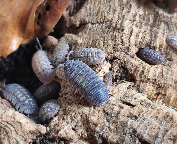 Slate-grey speckled isopods climbing cork bark in a bioactive enclosure