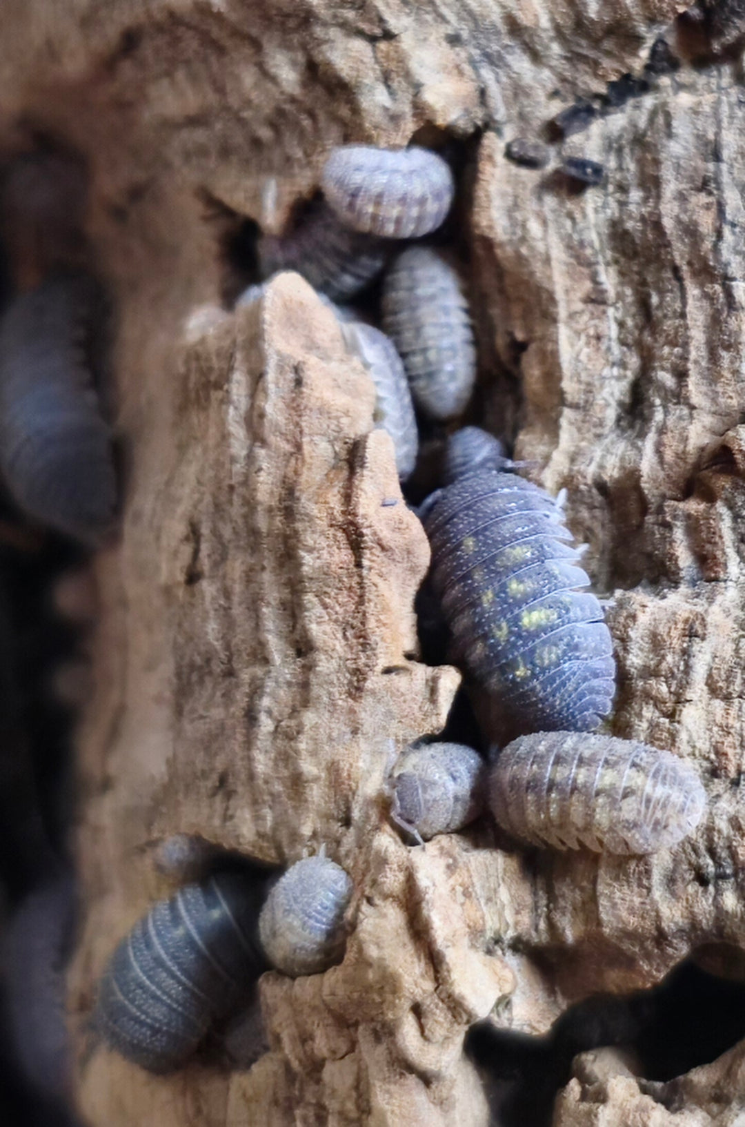 Several grey-blue isopods tucked into the ridges of pale bark, with the largest showing faint yellow speckling down its back and a rough, granular shell texture. Mixed sizes, several partly hidden in the crevices