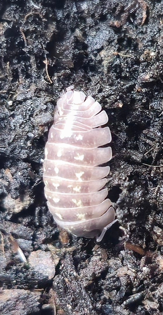 Armadillidium Giant Italian Isopod