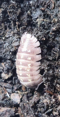 Armadillidium Giant Italian Isopod