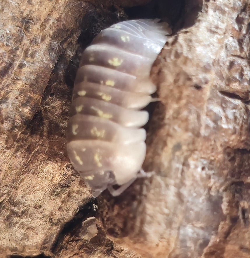 Armadillidium Giant Italian Isopods for sale