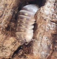 Armadillidium Giant Italian Isopods for sale