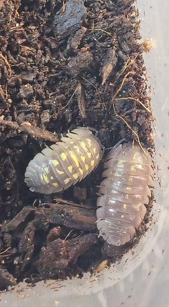 Armadillidium Giant Italian Isopods