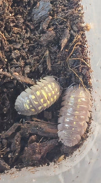 Armadillidium Giant Italian Isopods