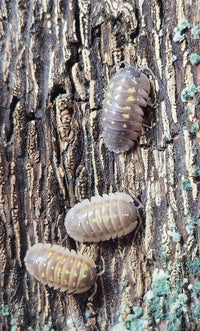 Giant Italian Isopods
