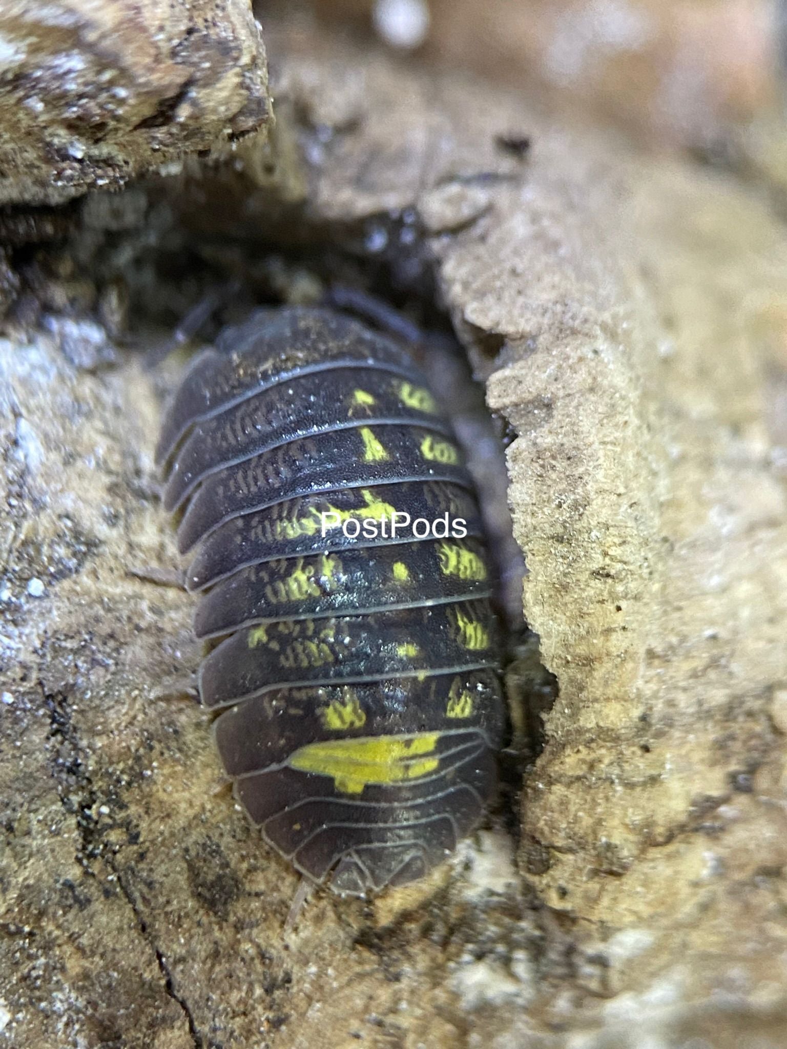 Armadillidium granulatum